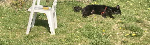 hund richtig