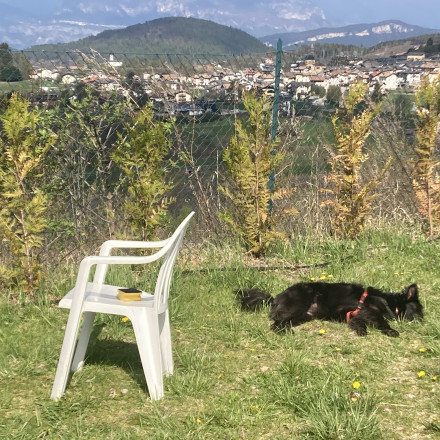 hund richtig